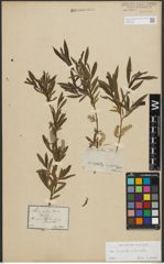 Foto von Salix purpurea L. x Salix viminalis L.